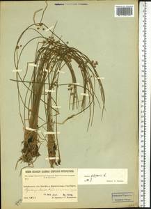 Juncus filiformis L., Siberia, Baikal & Transbaikal region (S4) (Russia)