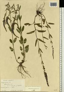 Veronica spicata L., Eastern Europe, Central region (E4) (Russia)