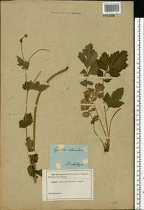Geum × intermedium Ehrh., Eastern Europe, South Ukrainian region (E12) (Ukraine)