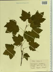 Ribes rubrum L., Eastern Europe, Volga-Kama region (E7) (Russia)