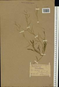 Chorispora tenella (Pall.) DC., Eastern Europe, North Ukrainian region (E11) (Ukraine)