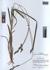 KUZ 003 205, Carex orbicularis Boott, Siberia, Altai & Sayany Mountains (S2) (Russia)