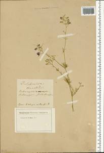 Delphinium consolida subsp. consolida, Eastern Europe, Central region (E4) (Russia)