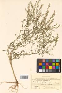 Lepidium ruderale L., Siberia, Russian Far East (S6) (Russia)