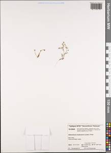 Ranunculus trichophyllus Chaix, Siberia, Central Siberia (S3) (Russia)