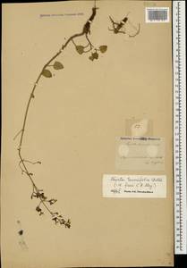 Nepeta teucriifolia, Caucasus, Azerbaijan (K6) (Azerbaijan)