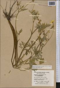 Ranunculus orthorhynchus Hook., America (AMER) (Canada)