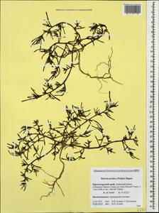 Salsola squarrosa subsp. squarrosa, Caucasus, Krasnodar Krai & Adygea (K1a) (Russia)