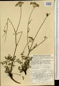 Kitagawia baicalensis (Redowsky ex Willd.) Pimenov, Mongolia (MONG) (Mongolia)