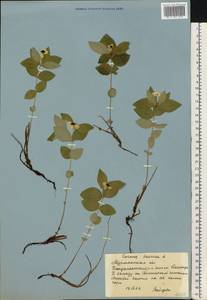 Cornus suecica L., Eastern Europe, Northern region (E1) (Russia)