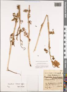 Conioselinum tataricum Hoffm., Eastern Europe, Central region (E4) (Russia)