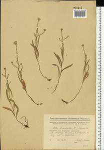 Galatella divaricata (Fisch. ex M. Bieb.) Novopokr., Eastern Europe, Eastern region (E10) (Russia)