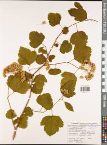 Physocarpus opulifolius (L.) Maxim., Eastern Europe, Central region (E4) (Russia)