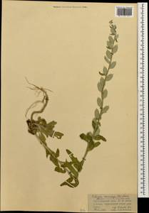 Fibigia clypeata (L.) Medik., Caucasus, Krasnodar Krai & Adygea (K1a) (Russia)
