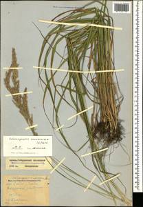 Calamagrostis arundinacea (L.) Roth, Caucasus, Stavropol Krai, Karachay-Cherkessia & Kabardino-Balkaria (K1b) (Russia)