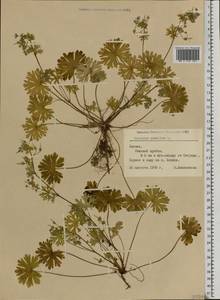 Geranium pusillum L., Eastern Europe, Latvia (E2b) (Latvia)