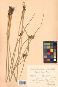 Juncus haenkei E. Mey., Siberia, Russian Far East (S6) (Russia)