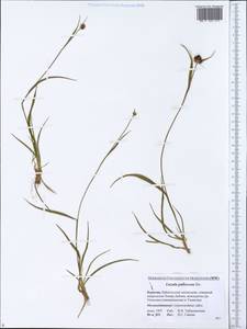 Luzula pallescens Sw., Siberia, Baikal & Transbaikal region (S4) (Russia)