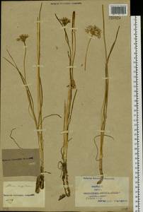 Allium angulosum L., Siberia, Western Siberia (S1) (Russia)