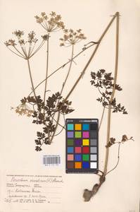 Oreoselinum nigrum Delarbre, Eastern Europe, West Ukrainian region (E13) (Ukraine)