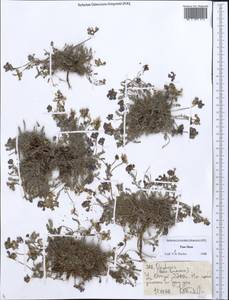 Oxytropis, Middle Asia, Northern & Central Tian Shan (M4) (Kyrgyzstan)