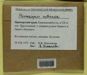 Pleuroziopsis ruthenica (Weinm.) Kindb. ex E. Britton, Bryophytes, Bryophytes - Russian Far East (excl. Chukotka & Kamchatka) (B20) (Russia)