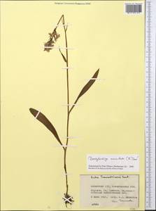 Dactylorhiza maculata (L.) Soó, Middle Asia, Northern & Central Kazakhstan (M10) (Kazakhstan)