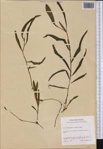 Potamogeton alpinus Balb., America (AMER) (Greenland)