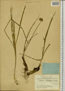 Allium strictum Schrad., Siberia, Altai & Sayany Mountains (S2) (Russia)