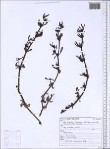 Sesuvium verrucosum Raf., Africa (AFR) (Spain)
