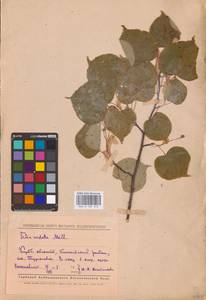 Tilia cordata Mill., Eastern Europe, Middle Volga region (E8) (Russia)