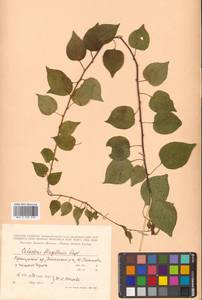 Celastrus flagellaris Rupr., Siberia, Russian Far East (S6) (Russia)