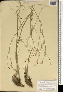 Dichoropetalum platycarpum (Boiss.) Pimenov & Kljuykov, South Asia, South Asia (Asia outside ex-Soviet states and Mongolia) (ASIA) (Iran)