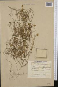 Galium spurium L., Western Europe (EUR) (Poland)