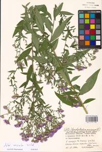 Symphyotrichum ×versicolor (Willd.) G. L. Nesom, Eastern Europe, Moscow region (E4a) (Russia)