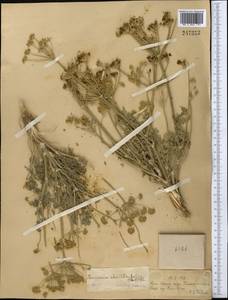Zosima absinthifolia (Vent.) Link, Middle Asia, Syr-Darian deserts & Kyzylkum (M7) (Kazakhstan)