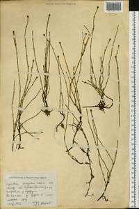 Equisetum variegatum Schleich. ex F.Weber & D.Mohr, Siberia, Western (Kazakhstan) Altai Mountains (S2a) (Kazakhstan)