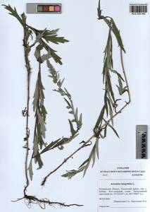 Artemisia integrifolia L., Siberia, Altai & Sayany Mountains (S2) (Russia)