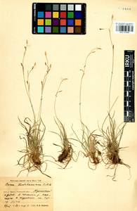 Carex ledebouriana C.A.Mey. ex Trevir., Siberia, Baikal & Transbaikal region (S4) (Russia)