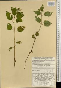 Scrophularia altaica Murray, Mongolia (MONG) (Mongolia)