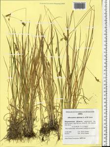 Anthoxanthum nipponicum Honda, Eastern Europe, Northern region (E1) (Russia)