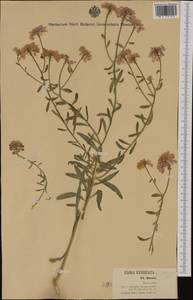 Iberis linifolia L., Western Europe (EUR) (Italy)