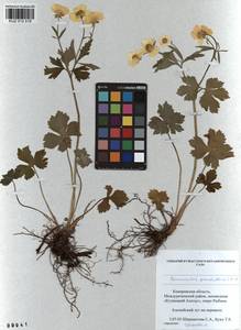 Ranunculus grandifolius C. A. Mey., Siberia, Altai & Sayany Mountains (S2) (Russia)