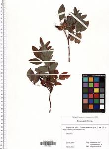 Rosa majalis Herrm., Eastern Europe, Middle Volga region (E8) (Russia)