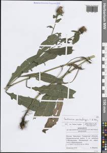 Centaurea pseudophrygia C.A.Mey., Eastern Europe, Middle Volga region (E8) (Russia)