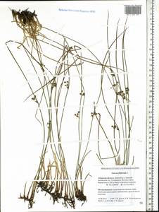 Juncus filiformis L., Siberia, Russian Far East (S6) (Russia)