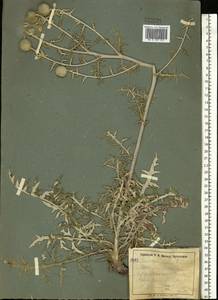 Echinops ritro subsp. ruthenicus (M. Bieb.) Nyman, Eastern Europe, Moldova (E13a) (Moldova)
