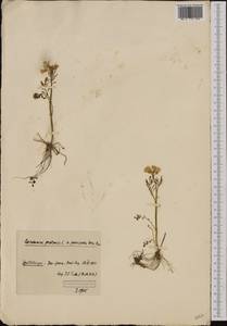 Cardamine pratensis L., Western Europe (EUR) (Svalbard and Jan Mayen)