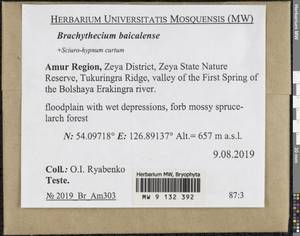 Brachythecium baicalense Ignatov, Bryophytes, Bryophytes - Russian Far East (excl. Chukotka & Kamchatka) (B20) (Russia)