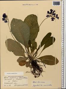 Primula amoena M. Bieb., Caucasus, North Ossetia, Ingushetia & Chechnya (K1c) (Russia)